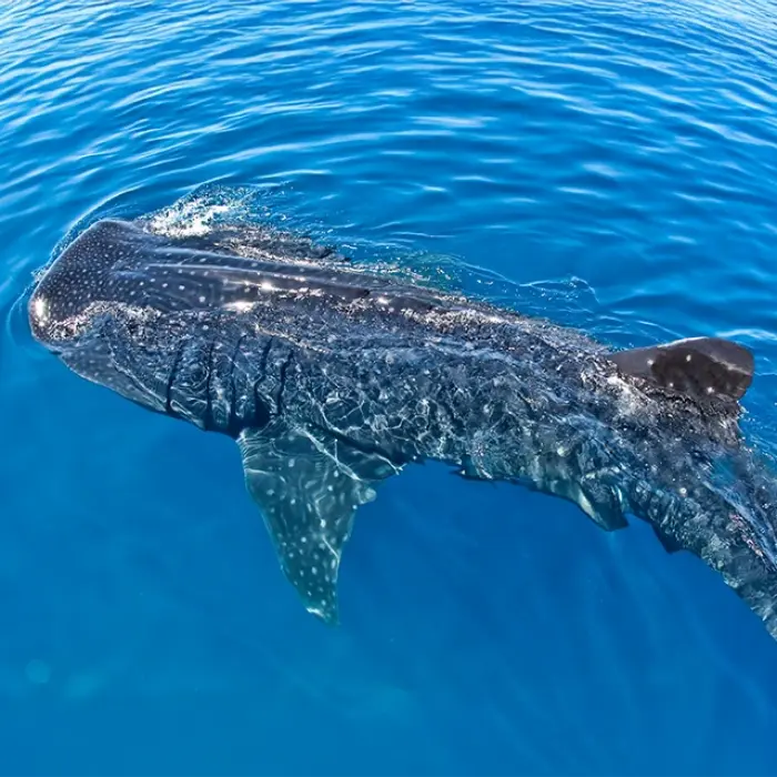 A stunning high-angle view of a whale shark's back shimmering in the sunlight as it glides gracefully just beneath the ocean surface.