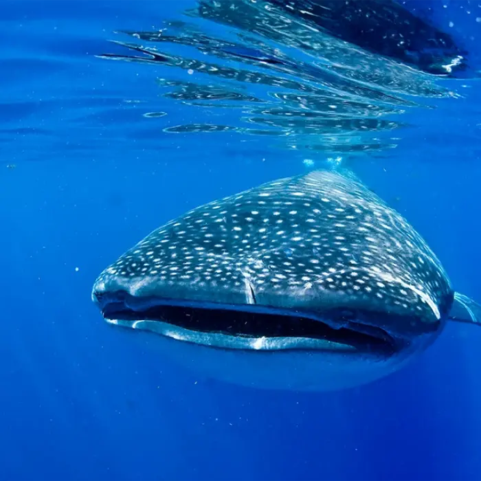 An awe-inspiring head-on view of a massive whale shark swimming just below the ocean surface, coming right towards the camera on our tour.