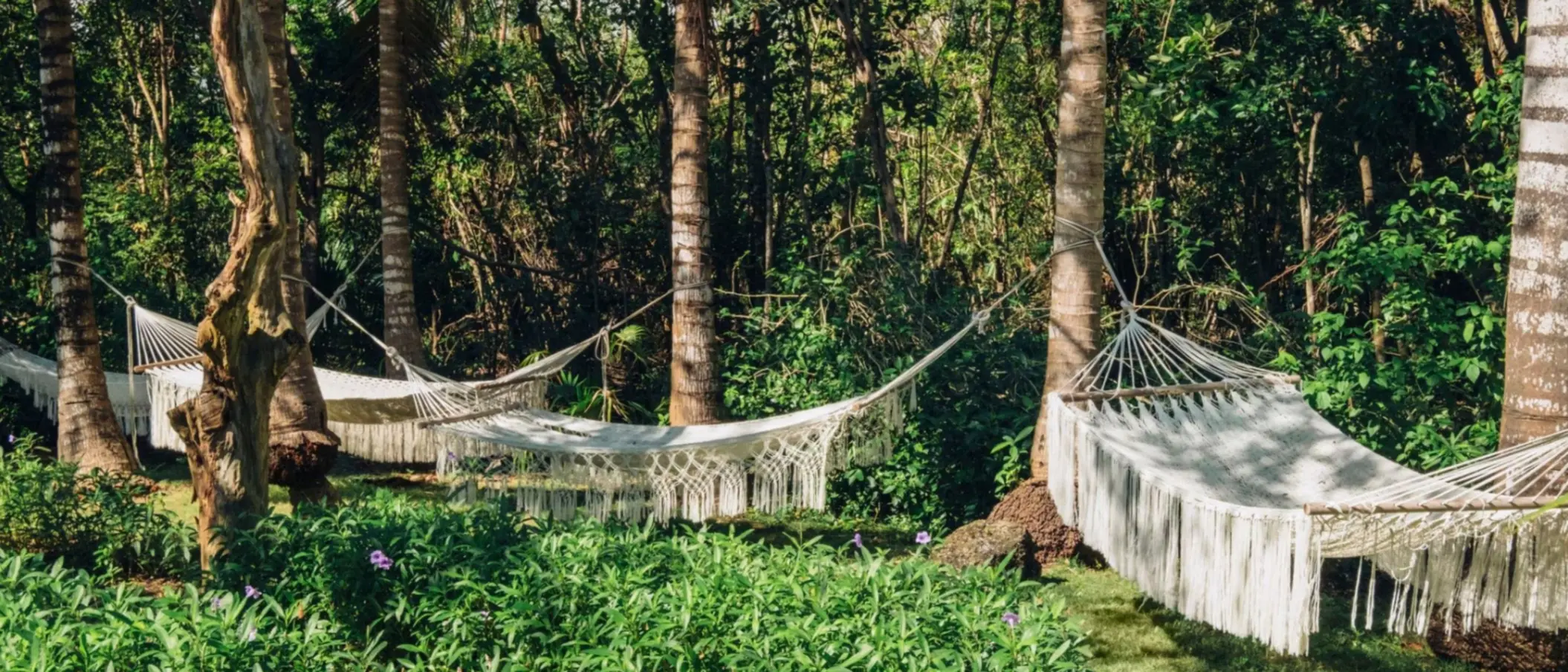 hammocks in the garden at Iberostar Waves Paraiso del Mar