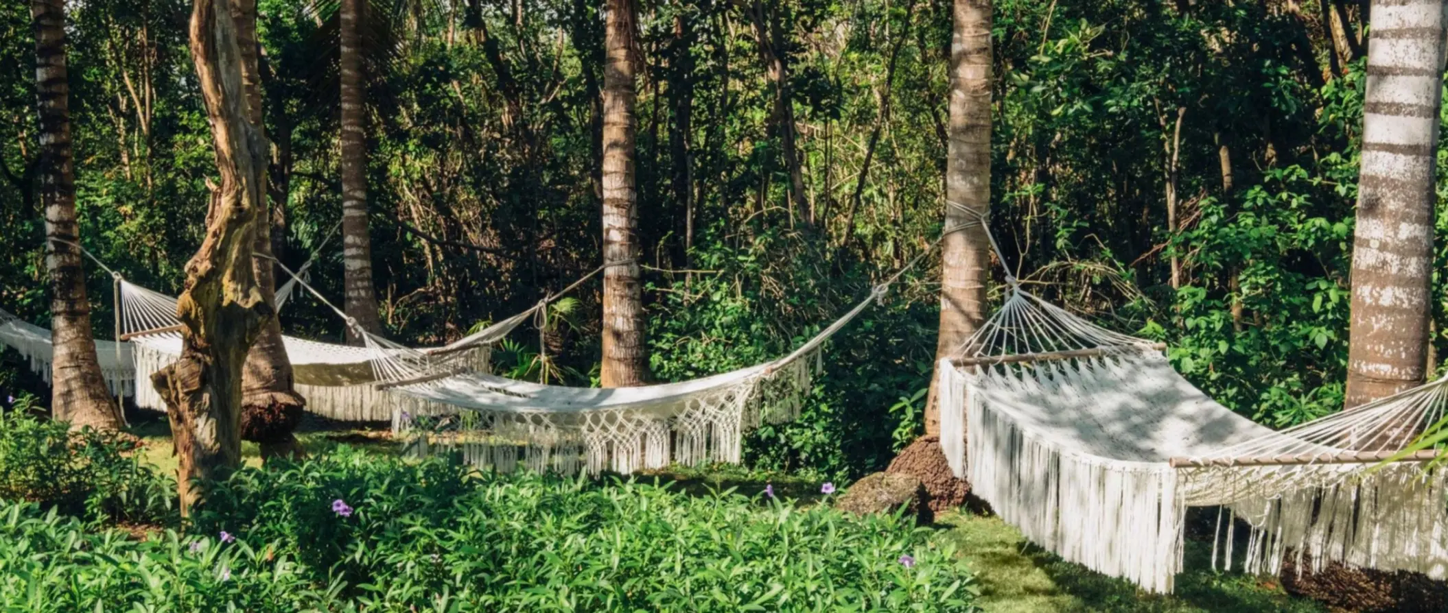 hammocks in the garden at Iberostar Selection Paraiso Lindo