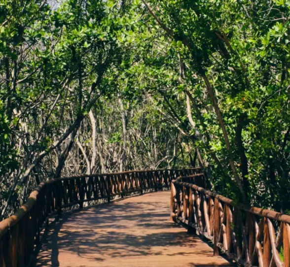 wooden walkway through the mangroves at Iberostar Selection Paraiso Maya Suites