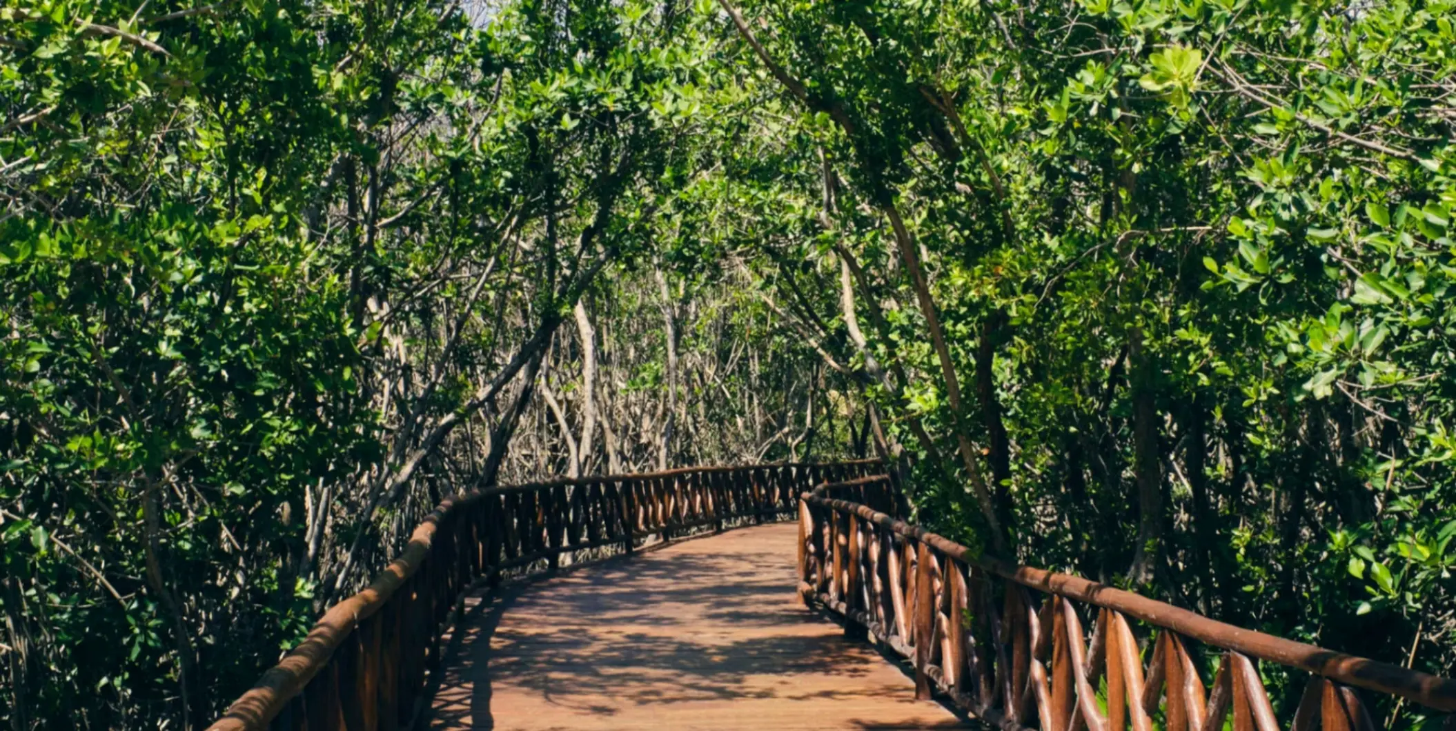wooden walkway through the mangroves at Iberostar Selection Paraiso Maya Suites