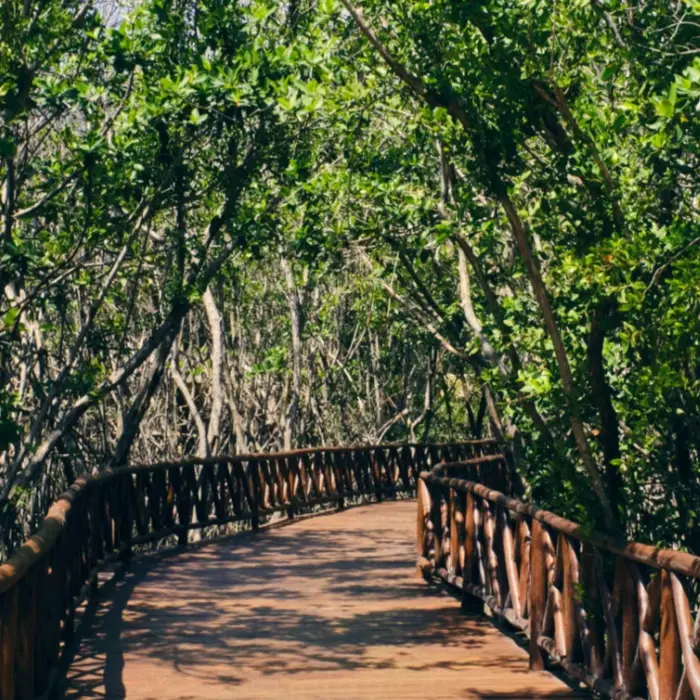 wooden walkway through the mangroves at Iberostar Selection Paraiso Maya Suites
