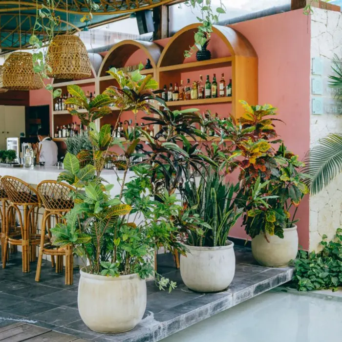 quaint bar at Mi Amor