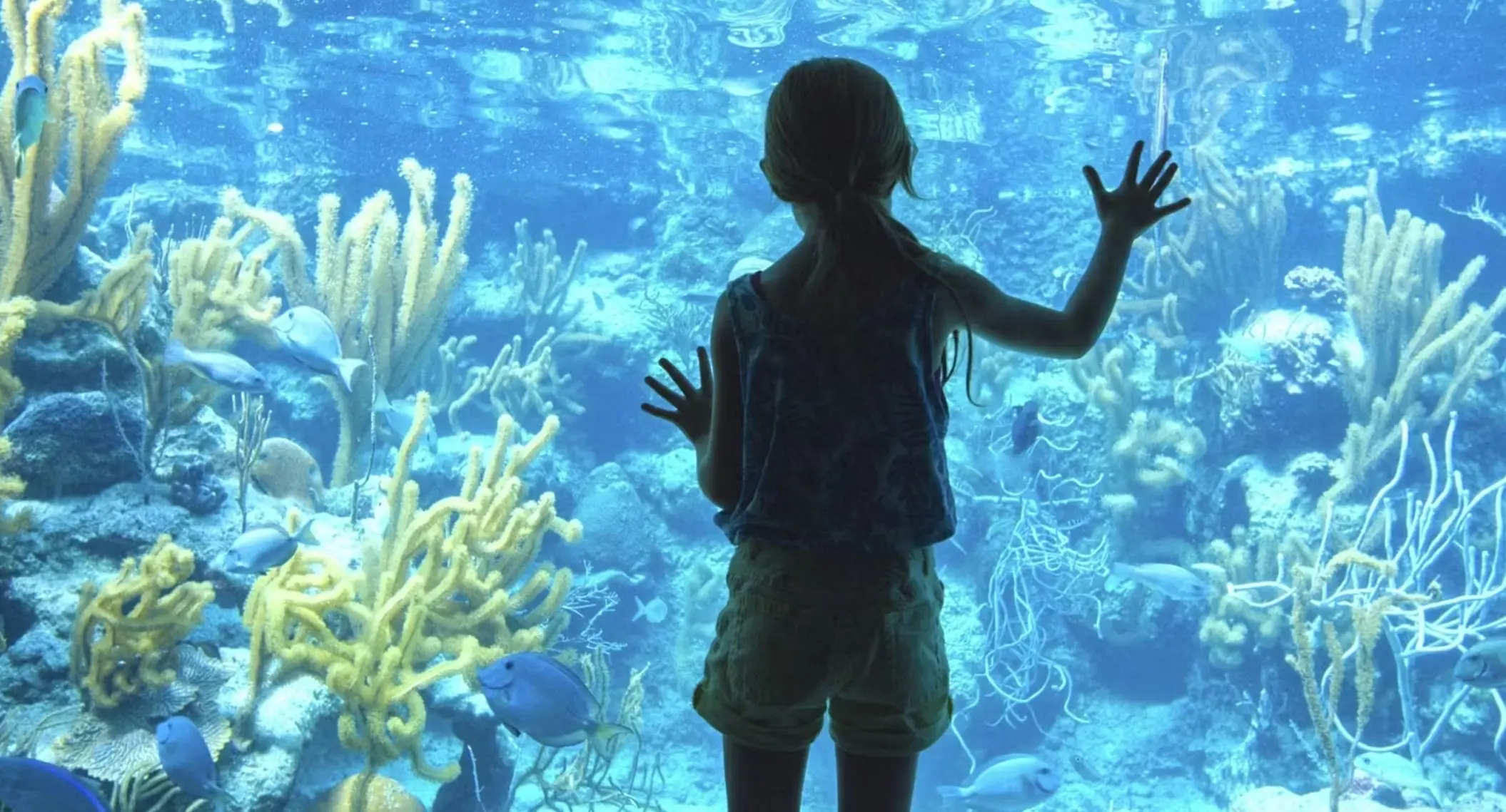 child looking at the corals through a glass at occidental at xcaret destination