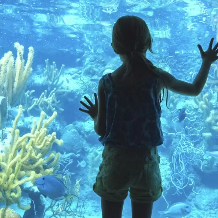 child looking at the corals through a glass at occidental at xcaret destination