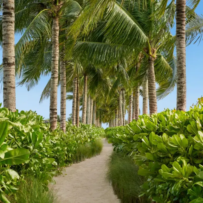 peaceful palmtree pathway at The Riviera Maya EDITION at Kanai