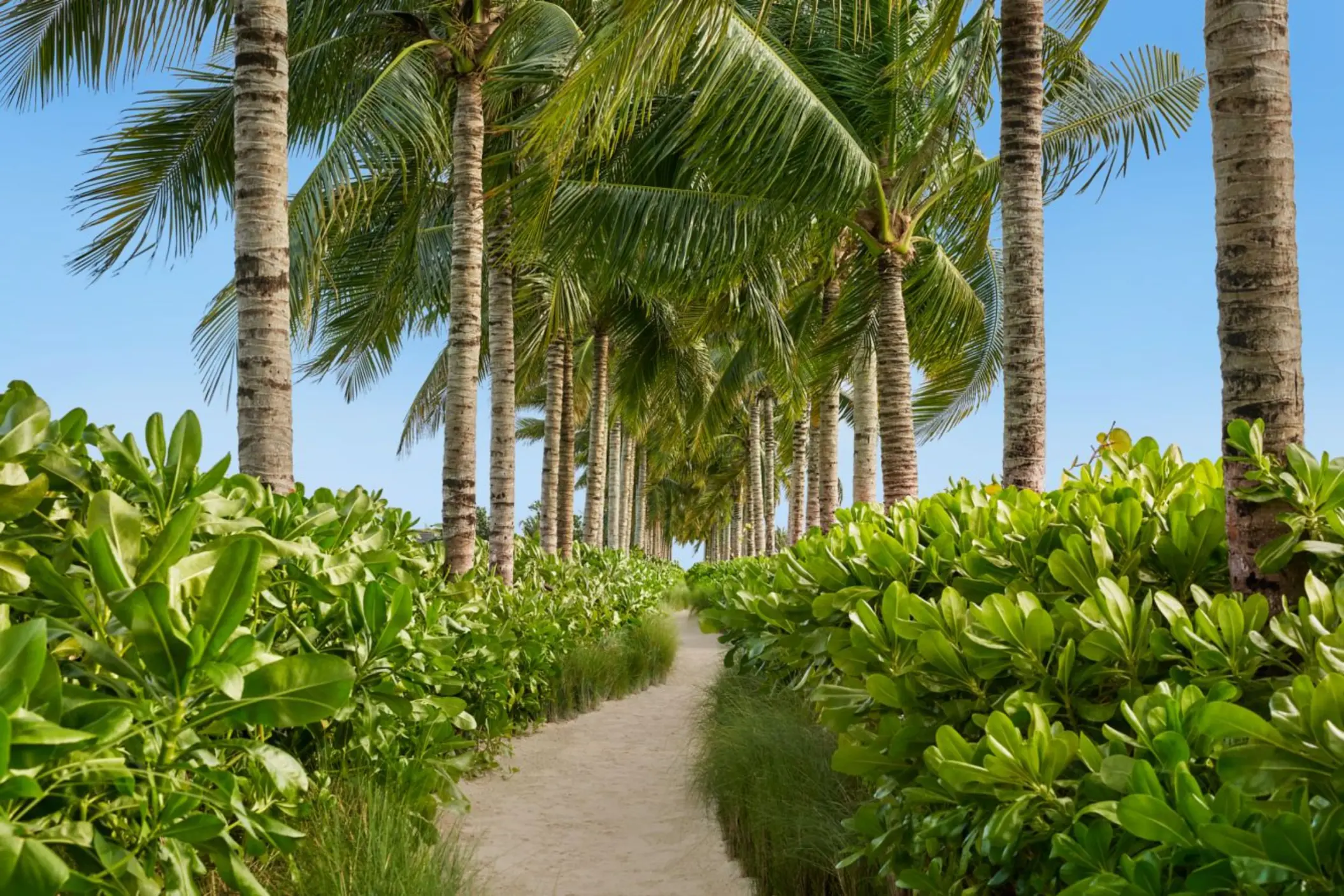 peaceful palmtree pathway at The Riviera Maya EDITION at Kanai