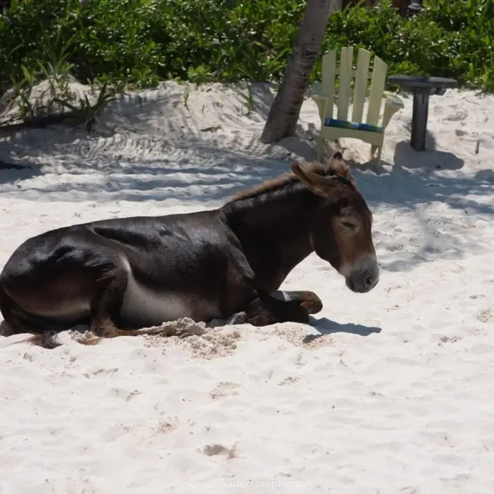 pet donkey at Zulum Hotel