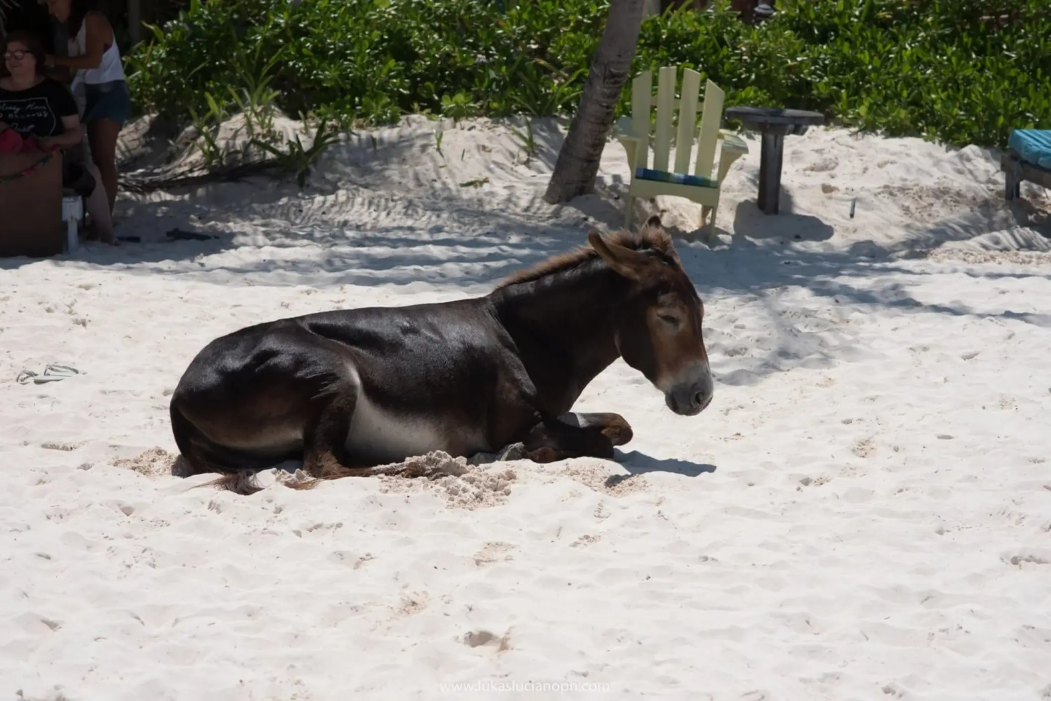 pet donkey at Zulum Hotel