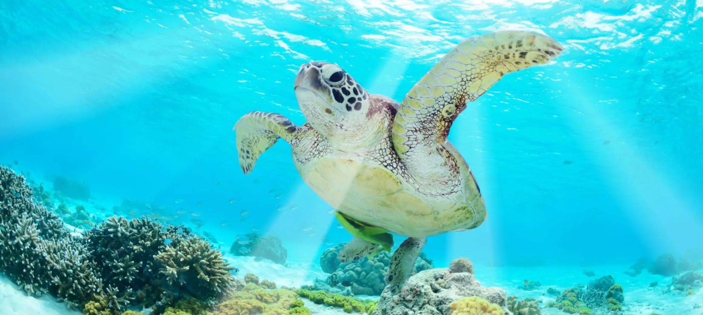 turtle in akumal