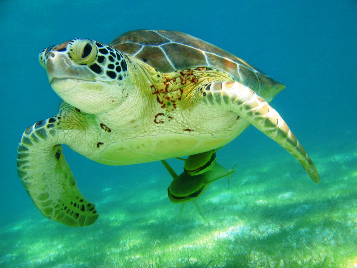 Tulum, Cenotes & Turtle Snorkel Explorer || Book & Save 15%